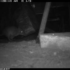 Perameles nasuta at Oakdale, NSW - suppressed