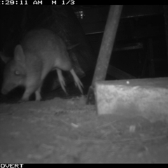 Perameles nasuta at Oakdale, NSW - suppressed