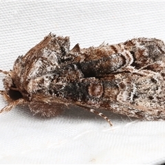 Unverified Noctuoid moth (except Arctiinae) at Rosedale, NSW - 28 Apr 2025 by jb2602