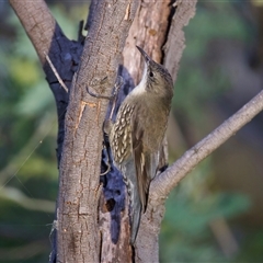 Cormobates leucophaea (White-throated Treecreeper) at Googong, NSW - 5 May 2025 by jb2602