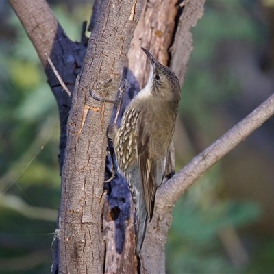 Cormobates leucophaea (White-throated Treecreeper) at Googong, NSW - 5 May 2025 by jb2602