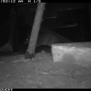 Perameles nasuta (Long-nosed Bandicoot) at Oakdale, NSW - 6 Apr 2025 by bufferzone