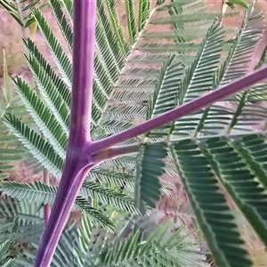 Acacia decurrens at Isaacs, ACT - Today by Mike