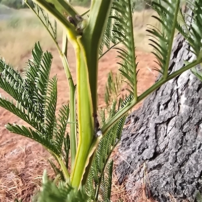 Acacia decurrens (Green Wattle) at Isaacs, ACT - Yesterday by Mike
