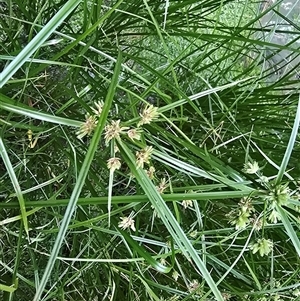 Cyperus eragrostis at Isaacs, ACT - Today by Mike