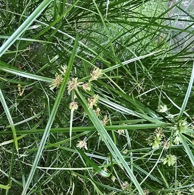 Cyperus eragrostis (Umbrella Sedge) at Isaacs, ACT - Yesterday by Mike