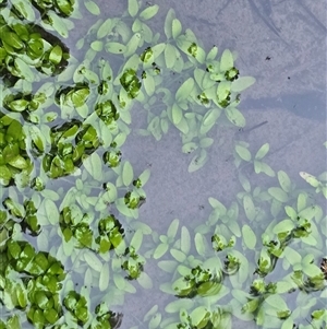 Unverified Other Fresh Water Plant at Isaacs, ACT - Today by Mike