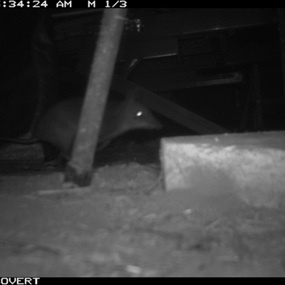 Perameles nasuta (Long-nosed Bandicoot) at Oakdale, NSW - 28 Apr 2025 by bufferzone