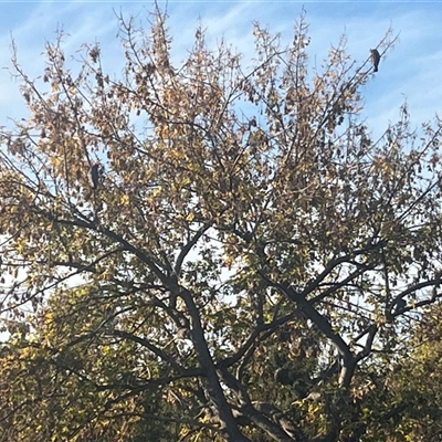 Callocephalon fimbriatum (Gang-gang Cockatoo) at Narrabundah, ACT - 8 May 2025 by Brentf