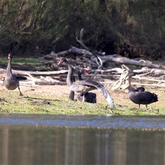 Cygnus atratus (Black Swan) at Yarrow, NSW - 5 May 2025 by jb2602