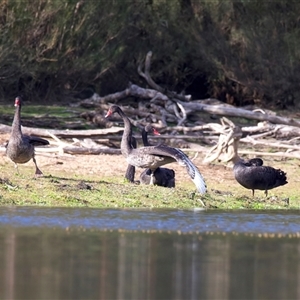 Cygnus atratus at Yarrow, NSW - 5 May 2025 by jb2602