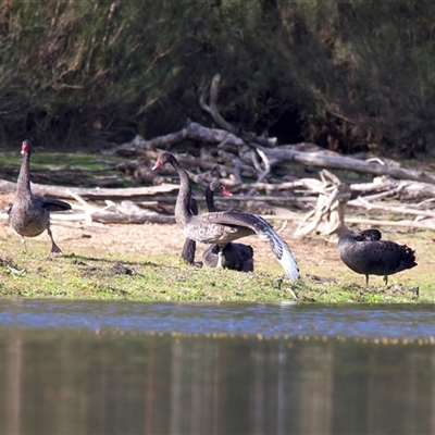 Cygnus atratus (Black Swan) at Yarrow, NSW - 5 May 2025 by jb2602