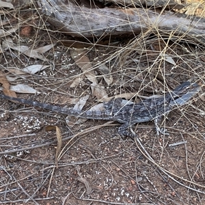 Pogona barbata at Ardlethan, NSW - suppressed