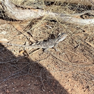 Pogona barbata at Ardlethan, NSW - suppressed