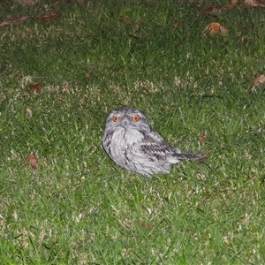 Podargus strigoides (Tawny Frogmouth) at Oakdale, NSW - 1 May 2025 by bufferzone