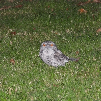 Podargus strigoides (Tawny Frogmouth) at Oakdale, NSW - 1 May 2025 by bufferzone