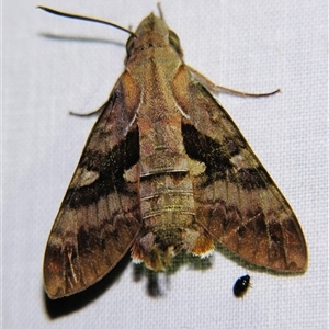 Unverified Hawk moth (Sphingidae) by PJH123