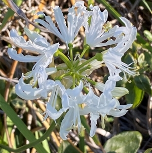 Nerine bowdenii at Ainslie, ACT - Today by SteveBorkowskis