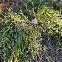 Nerine bowdenii at Ainslie, ACT - 8 May 2025 08:54 AM