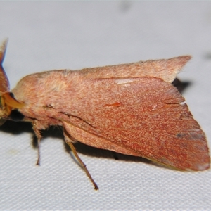 Unverified Other moth by PJH123
