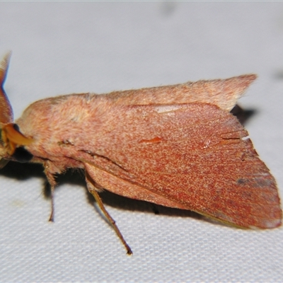 Unverified Other moth by PJH123