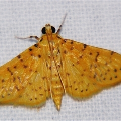 Unverified Pyralid or Snout Moth (Pyralidae & Crambidae) by PJH123