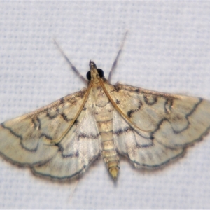Unverified Pyralid or Snout Moth (Pyralidae & Crambidae) by PJH123