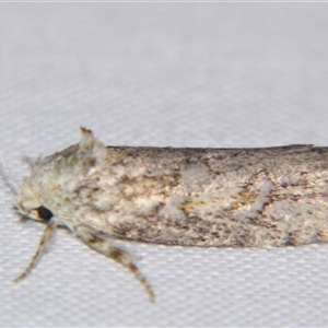 Unverified Curved-horn moth (all Gelechioidea except Oecophoridae) by PJH123