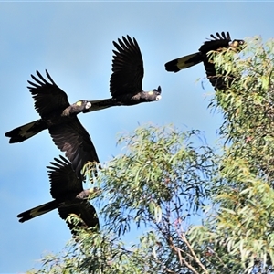 Zanda funerea (Yellow-tailed Black-Cockatoo) at Bundanoon, NSW - Yesterday by Freebird