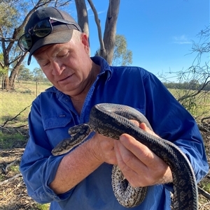 Morelia spilota at Ardlethan, NSW - 8 Dec 2024 by AndrewHawthorne