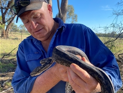 Morelia spilota at Ardlethan, NSW - 8 Dec 2024 by AndrewHawthorne