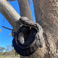 Morelia spilota metcalfei at suppressed - suppressed