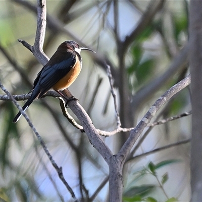 Acanthorhynchus tenuirostris (Eastern Spinebill) at Bundanoon, NSW - 7 May 2025 by Freebird