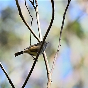 Acanthiza lineata at Bundanoon, NSW - Yesterday by Freebird