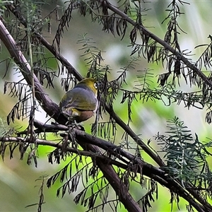 Zosterops lateralis at Bundanoon, NSW - 7 May 2025 10:26 AM