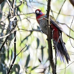 Platycercus elegans (Crimson Rosella) at Bundanoon, NSW - Yesterday by Freebird