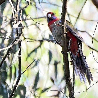 Platycercus elegans (Crimson Rosella) at Bundanoon, NSW - 7 May 2025 by Freebird