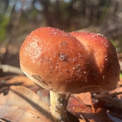 Unverified Cap on a stem; pores below cap [boletes & stemmed polypores] at Eden, NSW - 24 Apr 2025 by Clarel