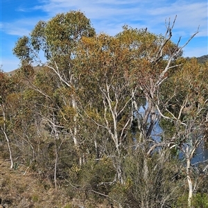 Eucalyptus dives at Whitlam, ACT - Today by BethanyDunne