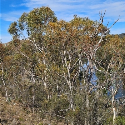 Eucalyptus pauciflora subsp. pauciflora (White Sally, Snow Gum) at Whitlam, ACT - Yesterday by BethanyDunne