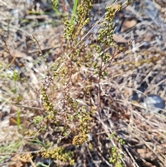 Cheilanthes sieberi subsp. sieberi (Mulga Rock Fern) at Lawson, ACT - 7 May 2025 by WalkYonder