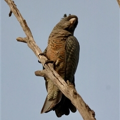 Callocephalon fimbriatum (identifiable birds) (Gang-gang Cockatoo (named birds)) at Hughes, ACT - 8 May 2025 by LisaH