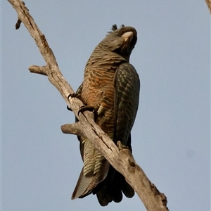 Callocephalon fimbriatum at Hughes, ACT - Yesterday by LisaH