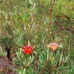 Lambertia formosa (Mountain Devil) at Katoomba, NSW - 23 Apr 2025 by Wildgirl1335