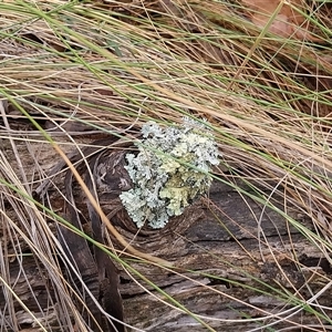 Unverified Lichen at Yass River, NSW - 29 Nov 2024 by Wildgirl1335