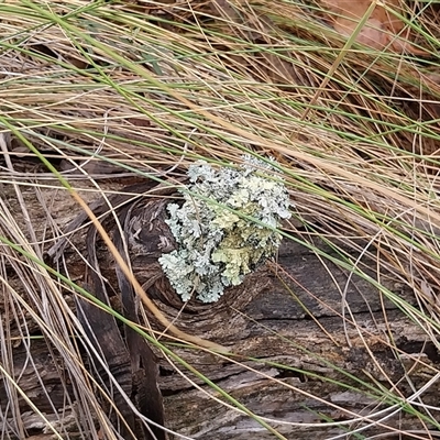 Unverified Lichen at Yass River, NSW - 29 Nov 2024 by Wildgirl1335