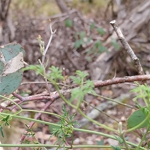 Unverified Other Wildflower or Herb at Yass River, NSW - 29 Nov 2024 by Wildgirl1335