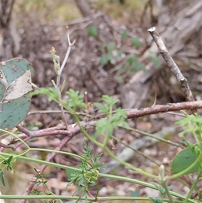 Clematis leptophylla (Small-leaf Clematis, Old Man's Beard) at Yass River, NSW - 29 Nov 2024 by Wildgirl1335