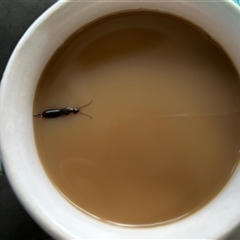 Dermaptera (order) (Earwig) by LisaH