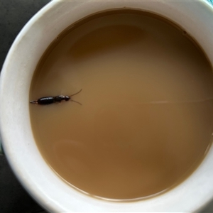 Unverified Earwig (Dermaptera) by LisaH